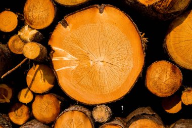 Ağaç kerestesi kes. Kesilmiş bir ağacın arka plan görüntüsü. Odun kütükleri yığını. Doğal ahşap arka plan.