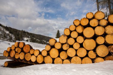 Ağaç kerestesi kes. Kesilmiş bir ağacın arka plan görüntüsü. Odun kütükleri yığını. Doğal ahşap arka plan.