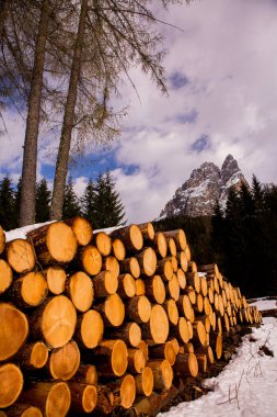 Ağaç kerestesi kes. Kesilmiş bir ağacın arka plan görüntüsü. Odun kütükleri yığını. Doğal ahşap arka plan.