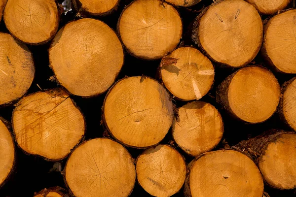 Cut Tree Timber Background Image Cut Tree Pile Wood Logs — Stock Photo, Image