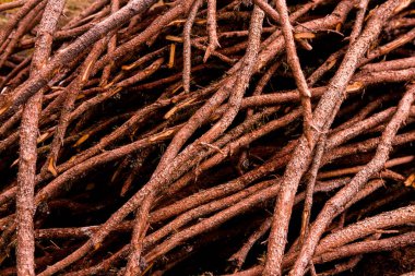 Ağaç kerestesi kes. Kesilmiş bir ağacın arka plan görüntüsü. Odun kütükleri yığını. Doğal ahşap arka plan.