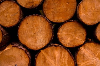 Ağaç kerestesi kes. Kesilmiş bir ağacın arka plan görüntüsü. Odun kütükleri yığını. Doğal ahşap arka plan.