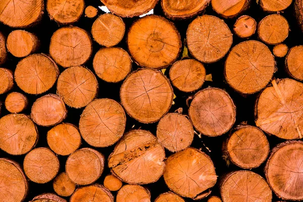 Cut Tree Timber Background Image Cut Tree Pile Wood Logs — Stock Photo, Image