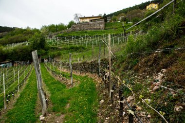 İtalya'da üzüm bağı manzara. Yeşil üzüm bağları ile bahar manzara. Yamaçta sarmaşıklar ile İtalyan Manzara.