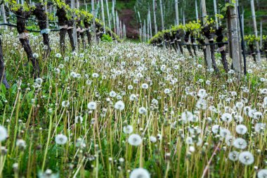 İtalya'da üzüm bağı manzara. Yeşil üzüm bağları ile bahar manzara. Yamaçta sarmaşıklar ile İtalyan Manzara.
