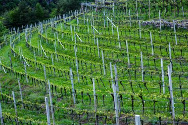 İtalya'da üzüm bağı manzara. Yeşil üzüm bağları ile bahar manzara. Yamaçta sarmaşıklar ile İtalyan Manzara.