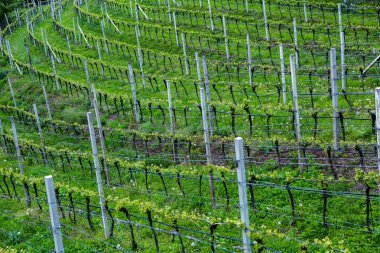 İtalya'da üzüm bağı manzara. Yeşil üzüm bağları ile bahar manzara. Yamaçta sarmaşıklar ile İtalyan Manzara.