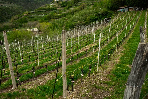 Paisaje Viñedo Italia Paisaje Primaveral Con Viñedos Verdes Paisaje Italiano — Foto de Stock