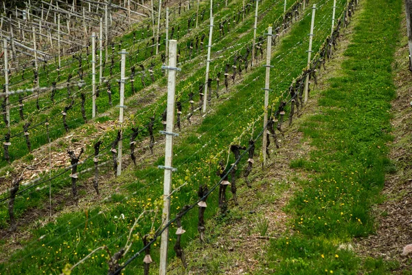 Paisagem Vinha Itália Paisagem Primavera Com Vinhas Verdes Paisagem Italiana — Fotografia de Stock