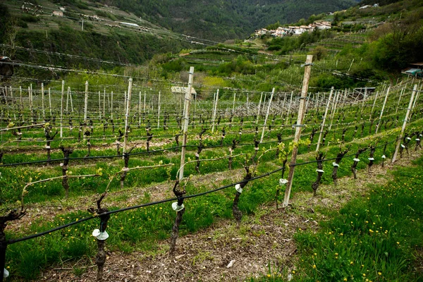 Paisagem Vinha Itália Paisagem Primavera Com Vinhas Verdes Paisagem Italiana — Fotografia de Stock