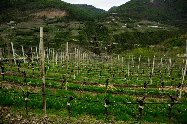 Landschaft Der Weinberge Italien Frühlingslandschaft Mit Grünen Weinbergen Italienische Landschaft — Stockfoto