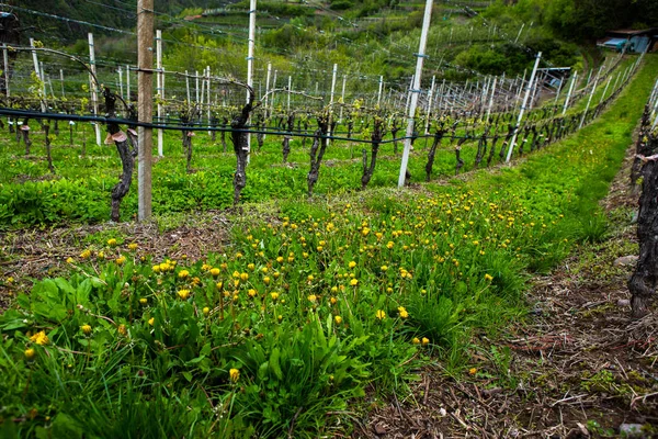 Paisaje Viñedo Italia Paisaje Primaveral Con Viñedos Verdes Paisaje Italiano — Foto de Stock