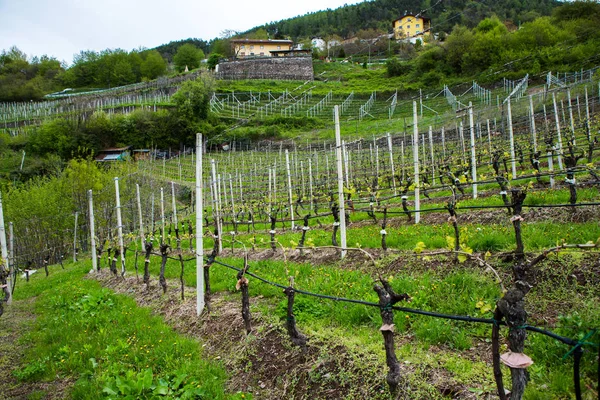 Landscape Vineyard Italy Spring Landscape Green Vineyards Italian Landscape Vines — Stock Photo, Image