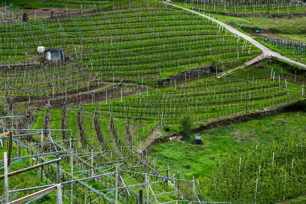 Landskap Med Vingård Italien Vårlandskap Med Gröna Vingårdar Italienska Landskap — Stockfoto