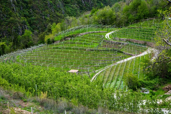 イタリアのブドウ畑の風景 緑のブドウ畑と春の風景 丘の中腹にブドウとイタリアの風景 — ストック写真