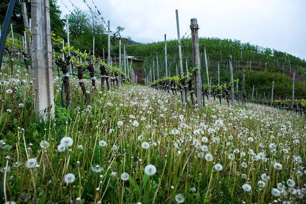 Landscape Vineyard Italy Spring Landscape Green Vineyards Italian Landscape Vines — Stock Photo, Image