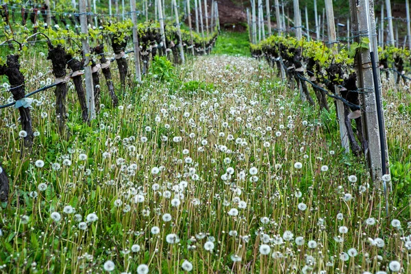 Paisagem Vinha Itália Paisagem Primavera Com Vinhas Verdes Paisagem Italiana — Fotografia de Stock