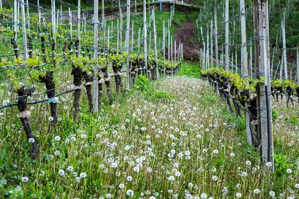 Landscape Vineyard Italy Spring Landscape Green Vineyards Italian Landscape Vines — Stock Photo, Image