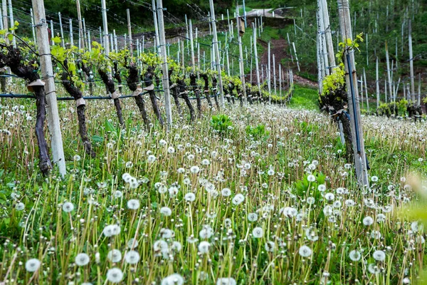 Landscape Vineyard Italy Spring Landscape Green Vineyards Italian Landscape Vines — Stock Photo, Image