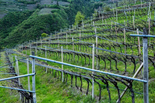 Landscape Vineyard Italy Spring Landscape Green Vineyards Italian Landscape Vines — Stock Photo, Image