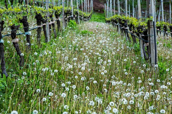 Paisaje Viñedo Italia Paisaje Primaveral Con Viñedos Verdes Paisaje Italiano — Foto de Stock