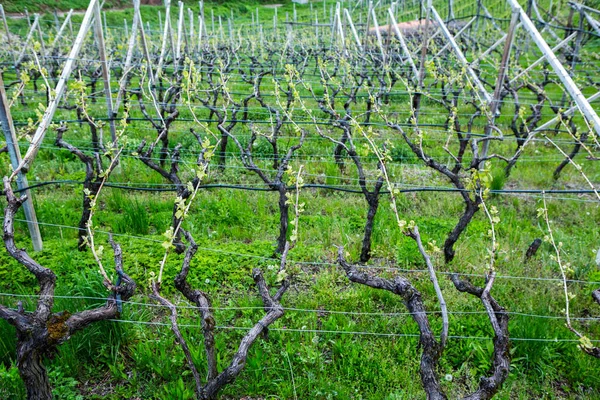 Landscape Vineyard Italy Spring Landscape Green Vineyards Italian Landscape Vines — Stock Photo, Image