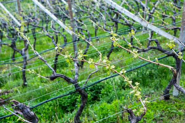 Landscape Vineyard Italy Spring Landscape Green Vineyards Italian Landscape Vines — Stock Photo, Image