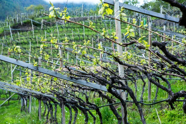 Krajobraz Winnicy Włoszech Wiosenny Krajobraz Zielonymi Winnicami Krajobraz Włoski Winoroślami — Zdjęcie stockowe