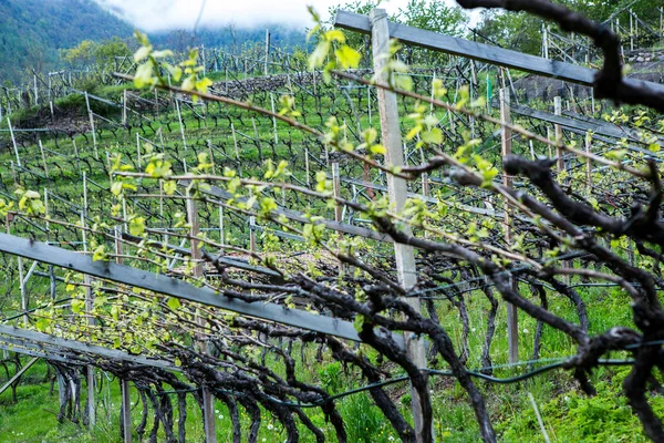 Paisagem Vinha Itália Paisagem Primavera Com Vinhas Verdes Paisagem Italiana — Fotografia de Stock