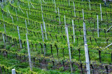 İtalya'da üzüm bağı manzara. Yeşil üzüm bağları ile bahar manzara. Yamaçta sarmaşıklar ile İtalyan Manzara.