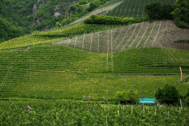 İtalya'da üzüm bağı manzara. Yeşil üzüm bağları ile bahar manzara. Yamaçta sarmaşıklar ile İtalyan Manzara.