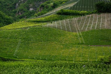 İtalya'da üzüm bağı manzara. Yeşil üzüm bağları ile bahar manzara. Yamaçta sarmaşıklar ile İtalyan Manzara.