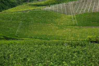 İtalya'da üzüm bağı manzara. Yeşil üzüm bağları ile bahar manzara. Yamaçta sarmaşıklar ile İtalyan Manzara.