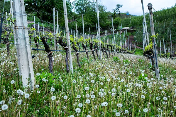 Landscape Vineyard Italy Spring Landscape Green Vineyards Italian Landscape Vines — Stock Photo, Image