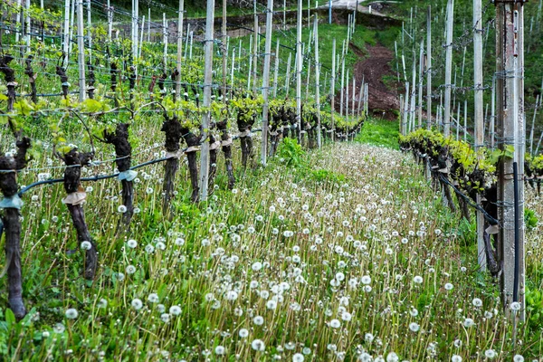 Paisagem Vinha Itália Paisagem Primavera Com Vinhas Verdes Paisagem Italiana — Fotografia de Stock