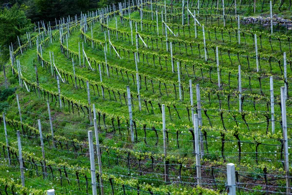 Paisagem Vinha Itália Paisagem Primavera Com Vinhas Verdes Paisagem Italiana — Fotografia de Stock