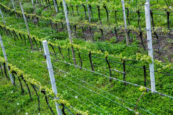 Landscape Vineyard Italy Spring Landscape Green Vineyards Italian Landscape Vines — Stock Photo, Image