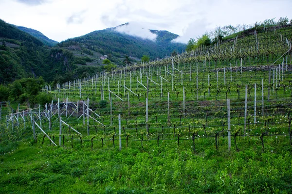 Paisaje Viñedo Italia Paisaje Primaveral Con Viñedos Verdes Paisaje Italiano — Foto de Stock