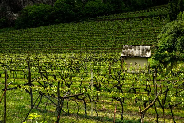 Krajobraz Winnicy Włoszech Wiosenny Krajobraz Zielonymi Winnicami Krajobraz Włoski Winoroślami — Zdjęcie stockowe