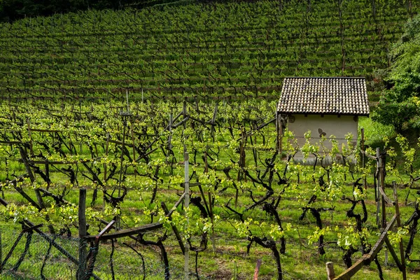 イタリアのブドウ畑の風景 緑のブドウ畑と春の風景 丘の中腹にブドウとイタリアの風景 — ストック写真