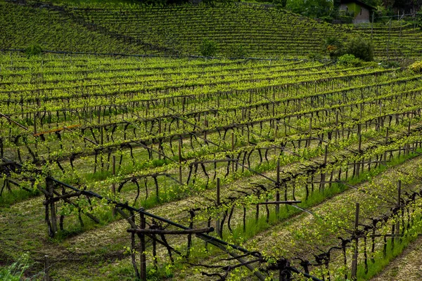 Landscape Vineyard Italy Spring Landscape Green Vineyards Italian Landscape Vines — Stock Photo, Image