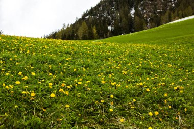 İlkbaharda güzel güneşli bir günde çiçek açan taze yeşil çayırları ile Alpler'de güzel dağ manzarası. İtalya'da Dolomiti montains. Avrupa'da ilkbaharda peyzaj.