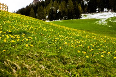 İlkbaharda güzel güneşli bir günde çiçek açan taze yeşil çayırları ile Alpler'de güzel dağ manzarası. İtalya'da Dolomiti montains. Avrupa'da ilkbaharda peyzaj.