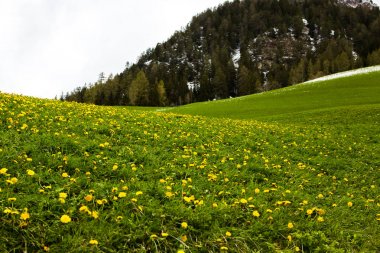 İlkbaharda güzel güneşli bir günde çiçek açan taze yeşil çayırları ile Alpler'de güzel dağ manzarası. İtalya'da Dolomiti montains. Avrupa'da ilkbaharda peyzaj.