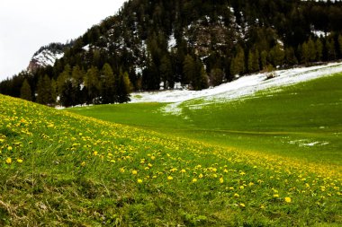 İlkbaharda güzel güneşli bir günde çiçek açan taze yeşil çayırları ile Alpler'de güzel dağ manzarası. İtalya'da Dolomiti montains. Avrupa'da ilkbaharda peyzaj.