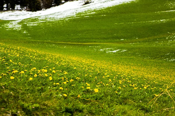 Hermoso Paisaje Montaña Los Alpes Con Prados Verdes Frescos Flor — Foto de Stock