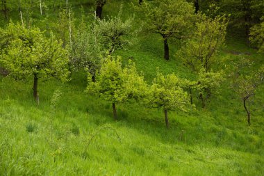 Elma bahçe yeşil güneşli arka plan. elma bahçesi, ağaçta çiçek, bahar zamanı. İlkbaharda çiçek açan ağaç. 