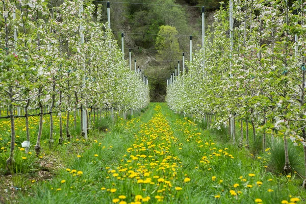 Fondo Soleado Verde Manzana Jardín Jardín Manzanas Flor Árbol Primavera — Foto de Stock