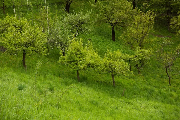 Elma bahçe yeşil güneşli arka plan. elma bahçesi, ağaçta çiçek, bahar zamanı. İlkbaharda çiçek açan ağaç. 