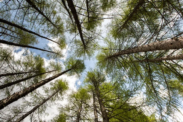 Prachtige Berglandschap Alpen Met Verse Groene Weiden Bloei Een Mooie — Stockfoto